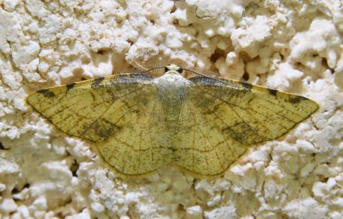 Réf. 336 567 : Stegania trimaculata